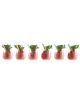 Tulip - Glass Verrine (x12) - PADERNO