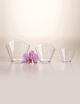 Fan - Polystyrene Tasting Verrine (x100) - PADERNO